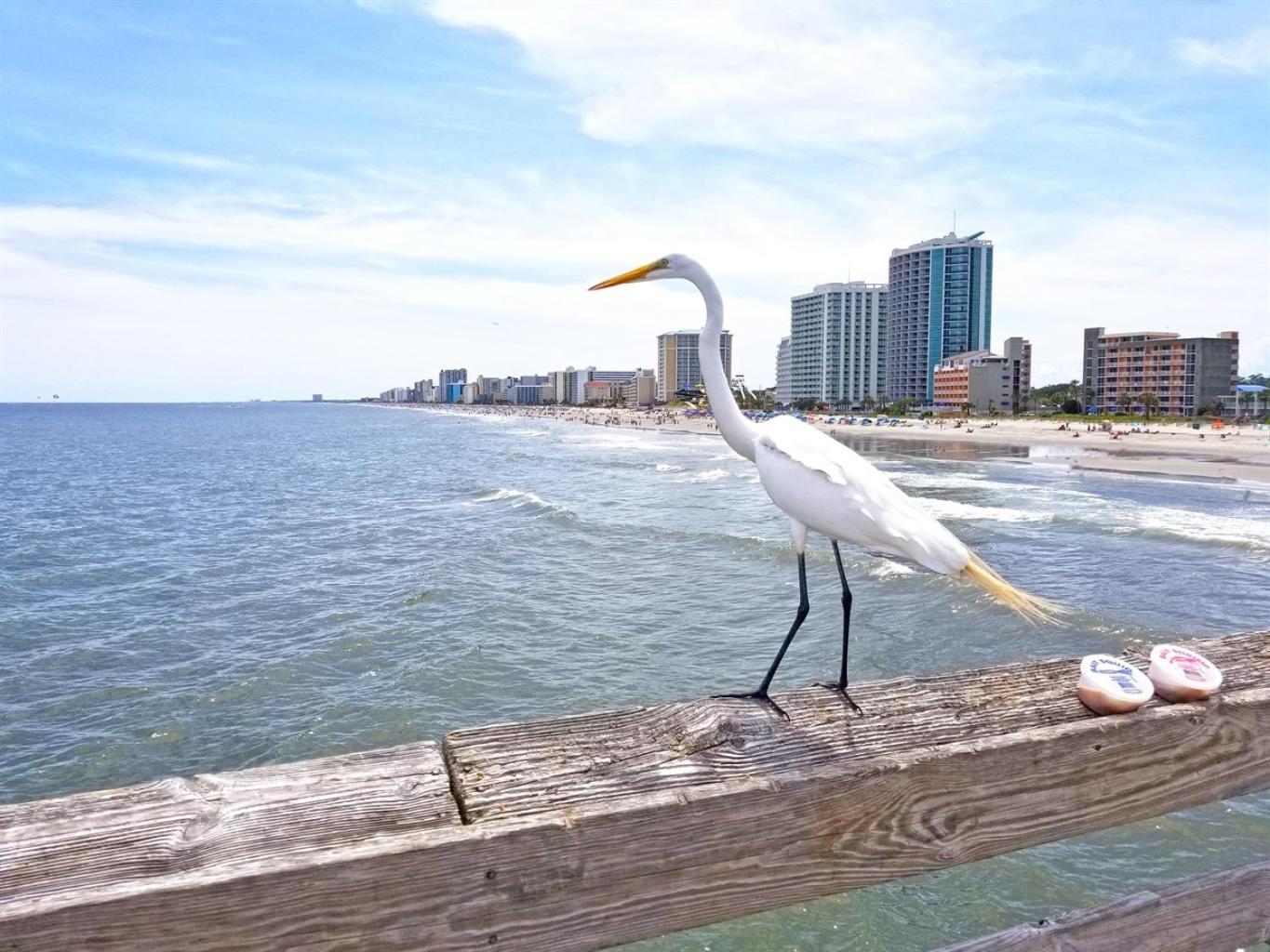New Amazing Corneramazing Views Honeymoon Suite! Myrtle Beach Kültér fotó