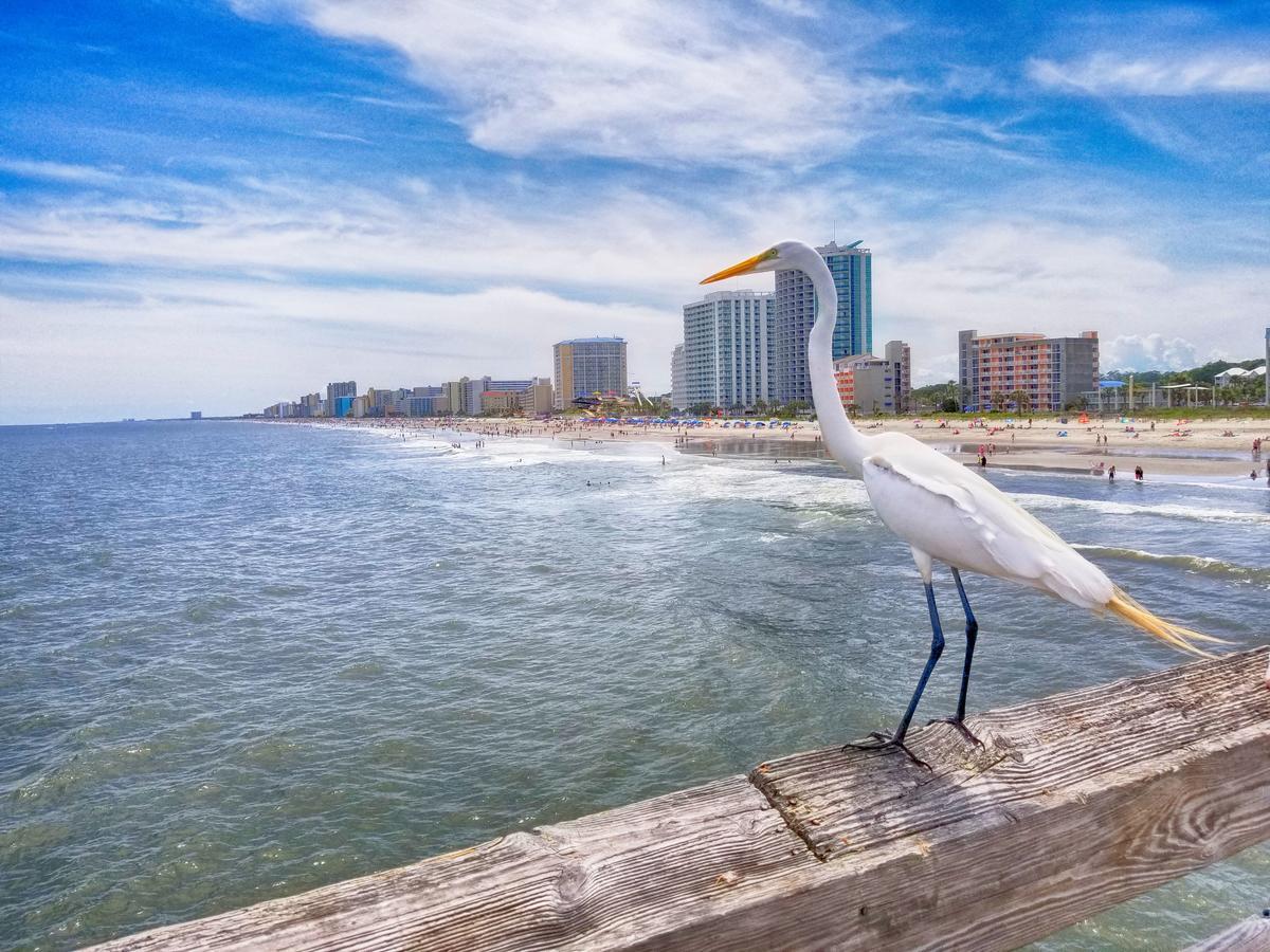New Amazing Corneramazing Views Honeymoon Suite! Myrtle Beach Kültér fotó
